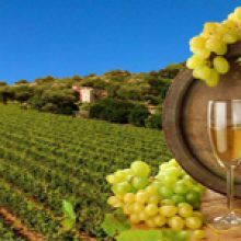 Δρόμοι του κρασιού της Μακεδονίας